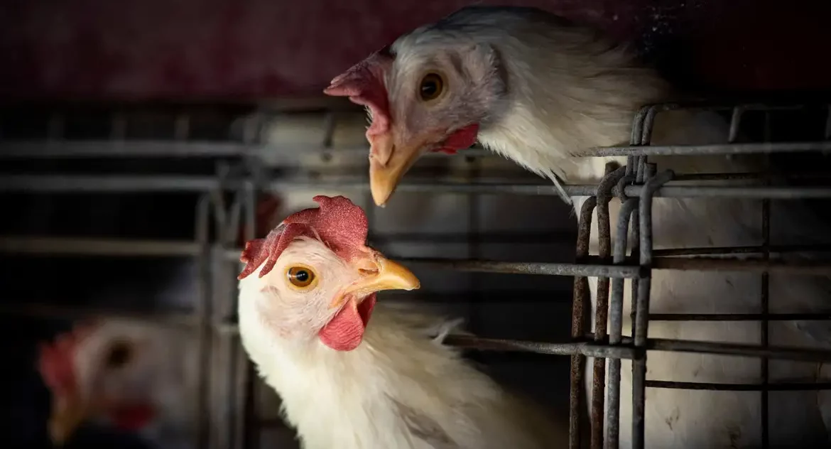 OMS pede vigilância forte para gripe aviária H5N1 entre os animais