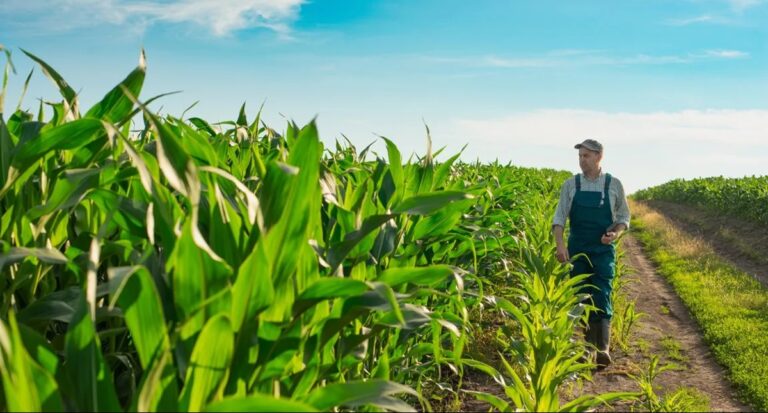 O produtor rural e os novos impostos: a realidade tributária para o agronegócio - News Rondônia