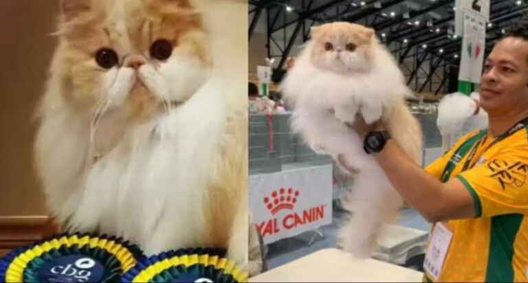 Gatinho brasileiro ganha concurso dos melhores gatos do planeta; conheça o Max! - News Rondônia