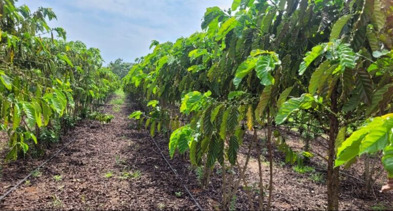 Conhecido pelo cultivo de grãos, Cone Sul de Rondônia prospera com produção de café - News Rondônia