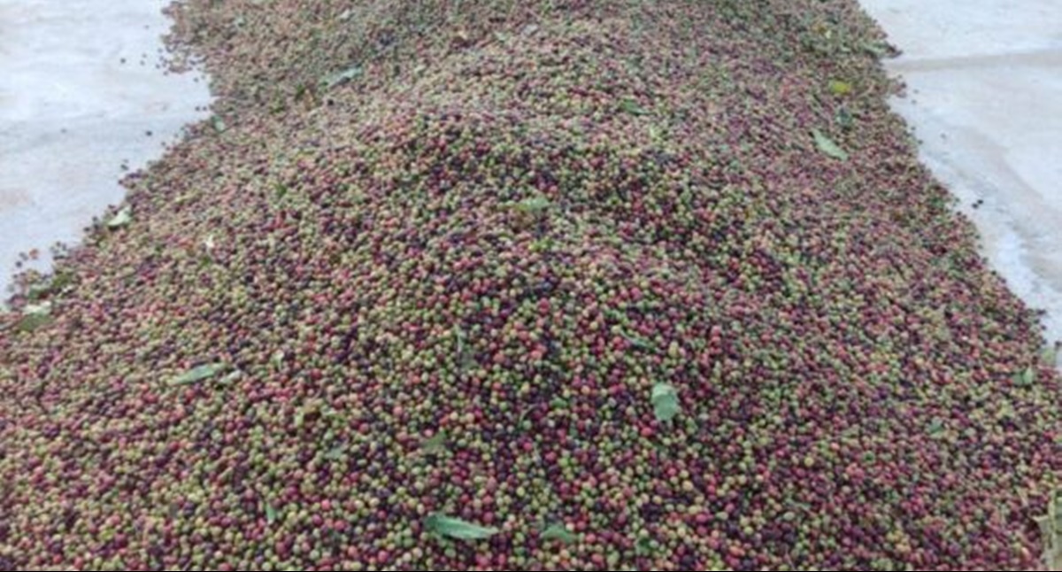 Conhecido pelo cultivo de grãos, Cone Sul de Rondônia prospera com produção de café - News Rondônia