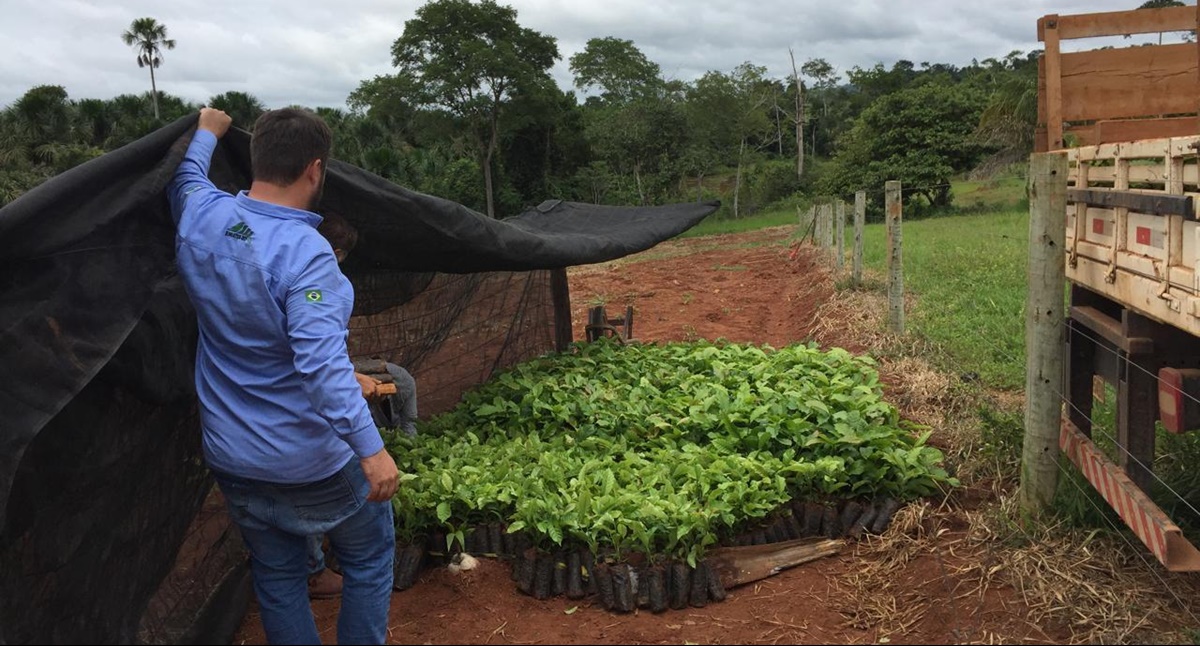 Conhecido pelo cultivo de grãos, Cone Sul de Rondônia prospera com produção de café - News Rondônia