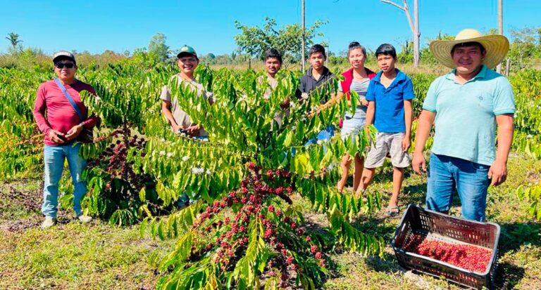 Governo de RO fomenta produção de café nas comunidades indígenas - News Rondônia