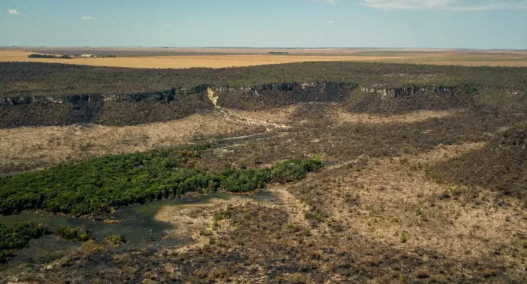 Após cinco anos de aumento, desmatamento no Cerrado tem queda