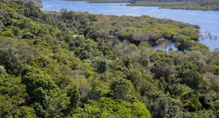 Desmatamento na Amazônia cai 30,6% em um ano