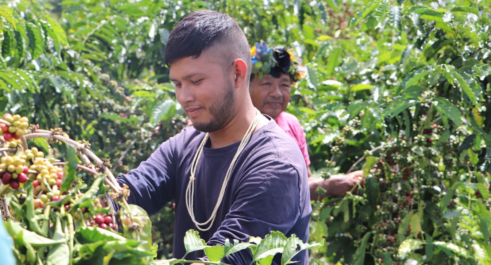 Governo de Rondônia Impulsiona a Cafeicultura Indígena com assistência, inovação e sustentabilidade