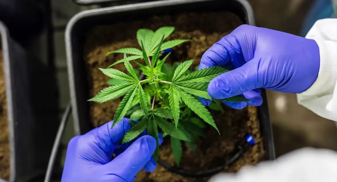 STJ autoriza cultivo de cannabis para fins medicinais