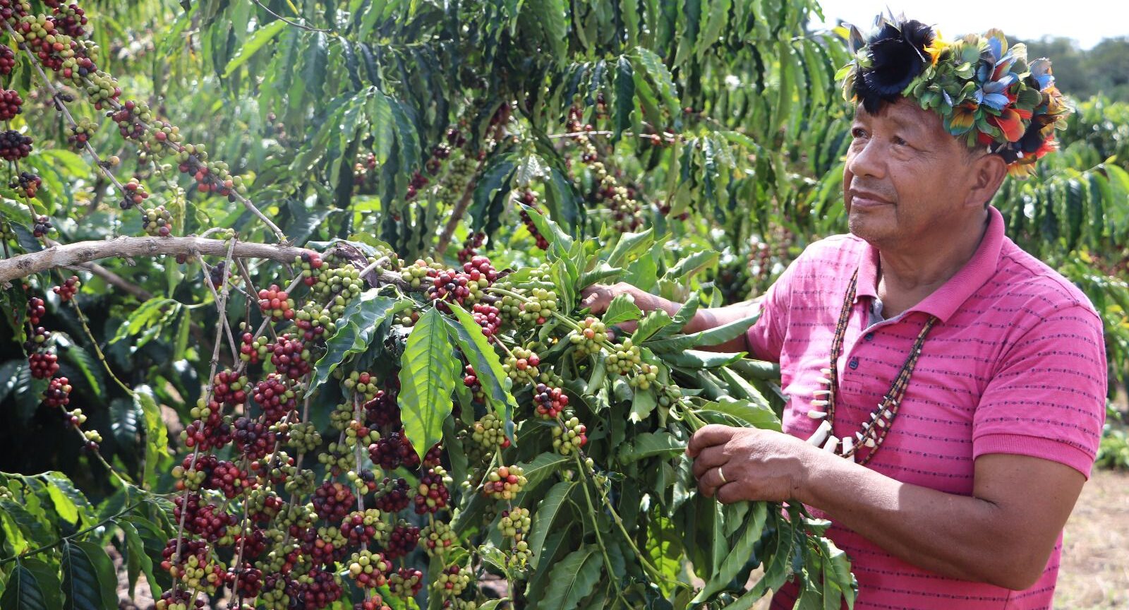 Governo de Rondônia Impulsiona a Cafeicultura Indígena com assistência, inovação e sustentabilidade