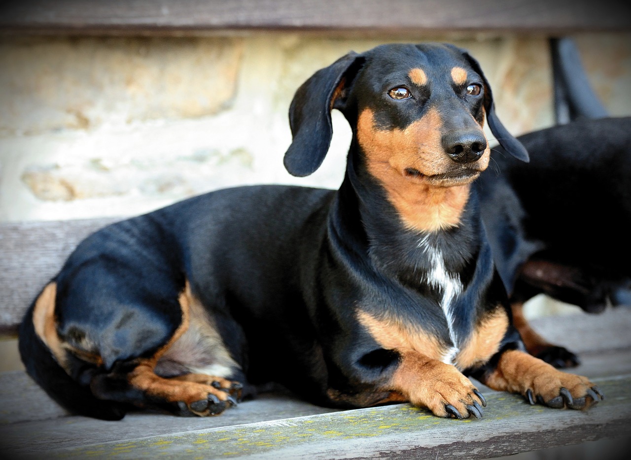 Com criança, evite ter esses cães em casa - News Rondônia