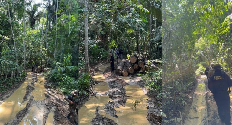 PF deflagra operação em combate aos crime ambientais na reserva indígena Igarapé Lage/RO