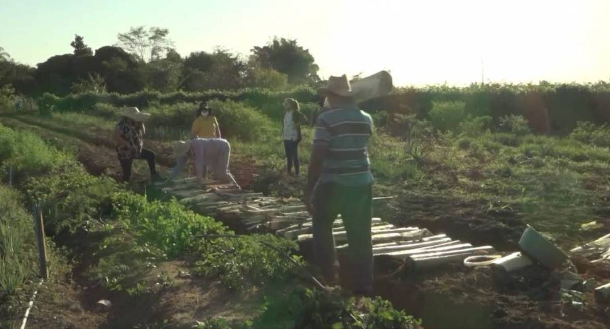 Novos parâmetros para os Contratos de Opção de Venda Público (COV) de Arroz operacionalizados pela Conab incluem agricultura familiar - News Rondônia