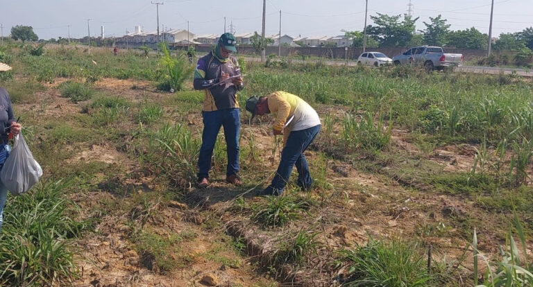 Município intensifica recuperação de áreas degradadas e plantio de mudas para fortalecer a sustentabilidade urbana - News Rondônia