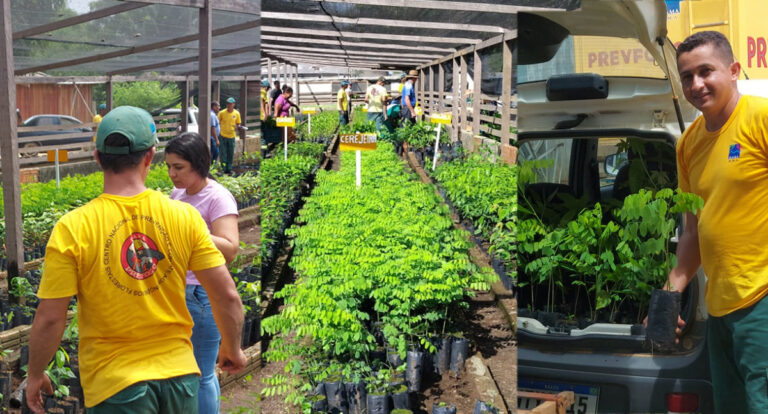 Ibama realiza doação de mudas nativas e frutíferas produzidas pelo Prevfogo