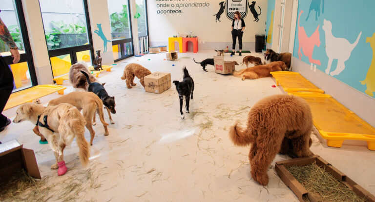 Escolas promovem bem-estar e qualidade de vida para os cães - News Rondônia
