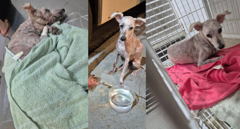 Cachorrinho idoso encontrado abandonado e ferido, recebe cuidados e procura por donos