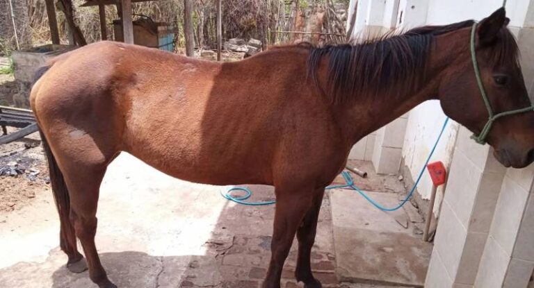 Polícia é acionada após mulher flagrar homem tendo relação sexual com égua dentro de construção, em Vilhena