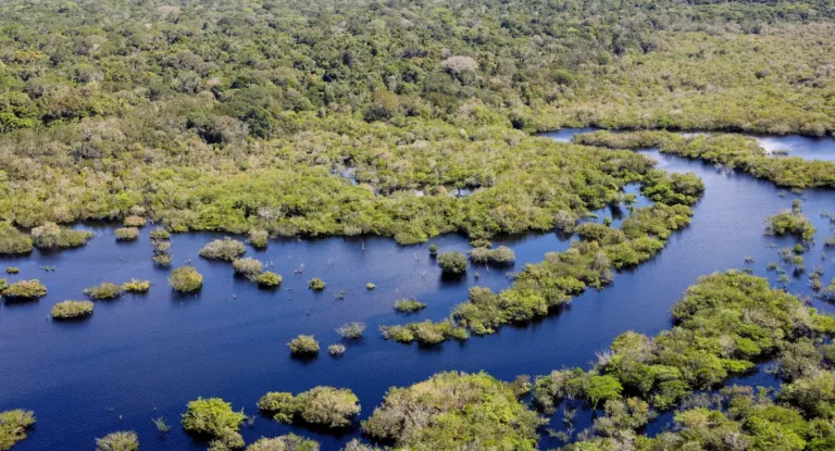 "Rato anfíbio" é uma das 27 espécies descobertas na Amazônia peruana