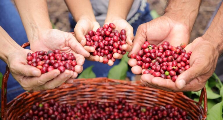 Café de Rondônia se destaca no cenário nacional e internacional com prêmios e reconhecimentos - News Rondônia