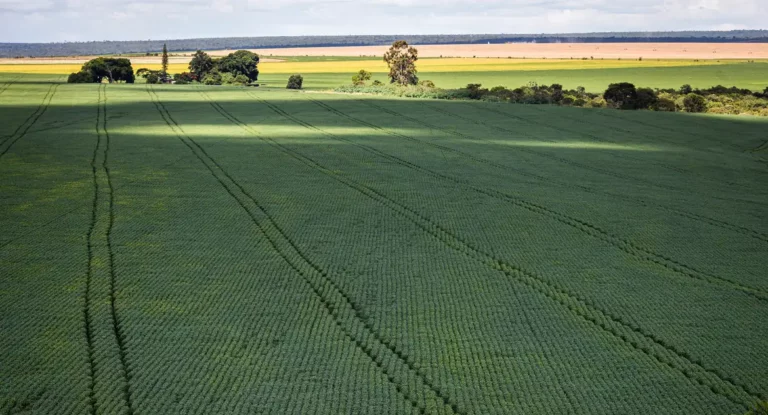 Em menos de quatro décadas, área destinada à soja cresce nove vezes