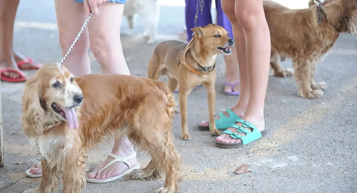 Cadastro Nacional de Animais Domésticos está em fase final de testes