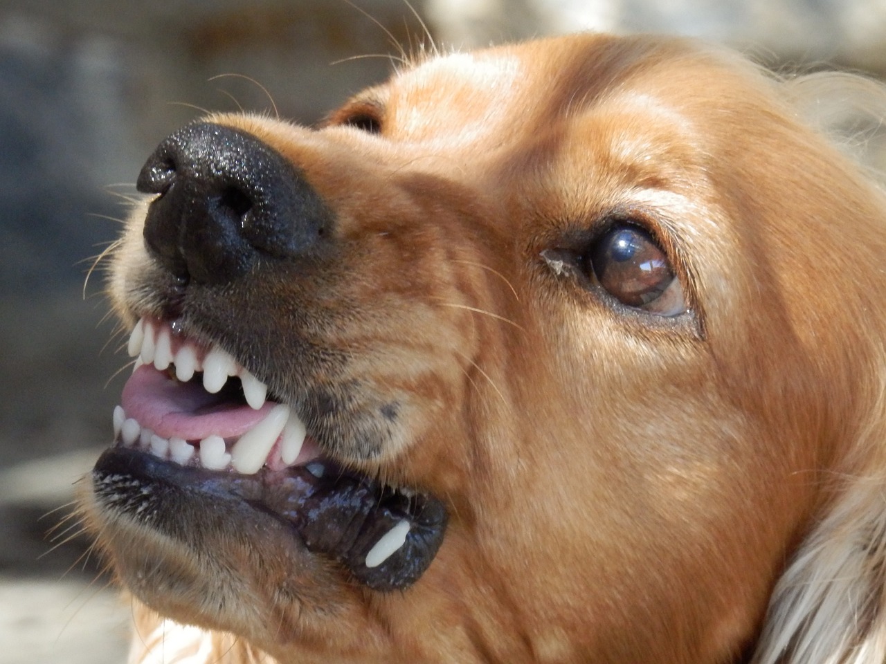 Como identificar e agir aos comportamentos reativos dos cães - News Rondônia Como identificar e agir aos comportamentos reativos dos cães - News Rondônia