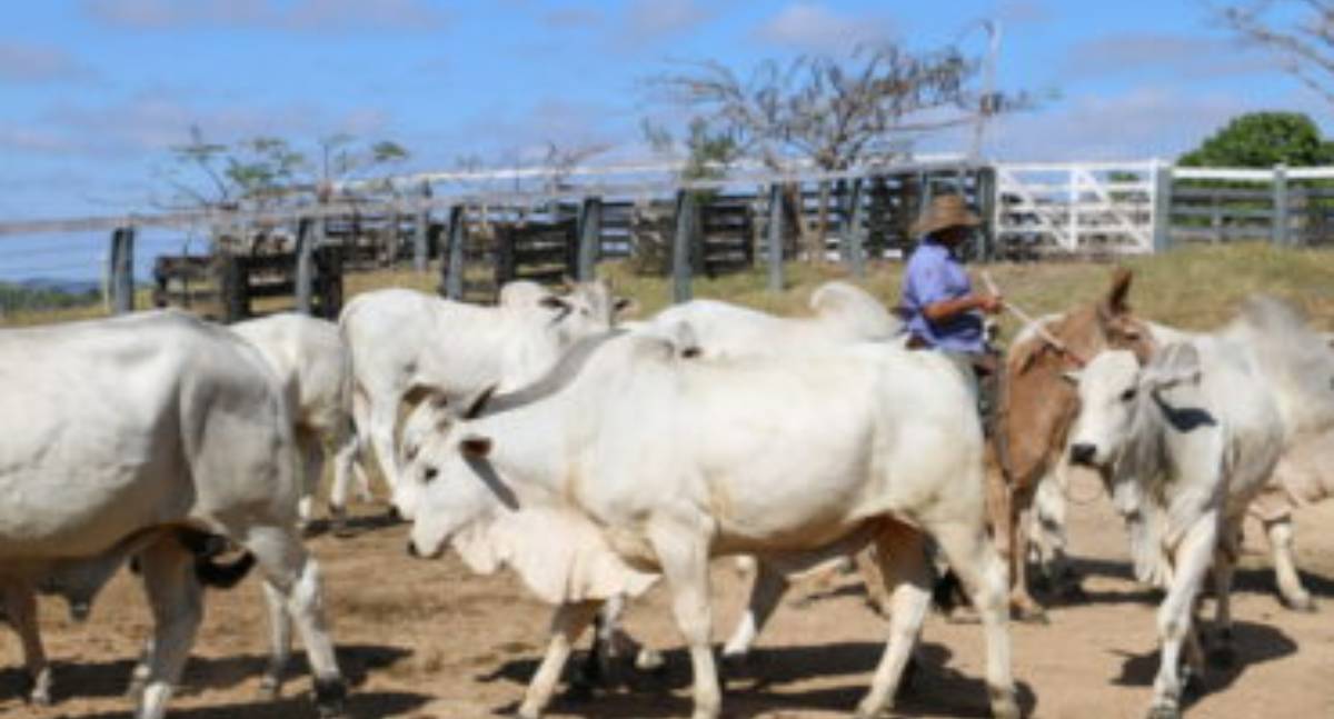 Eficiência e aumento da produtividade do agronegócio são fortalecidos com ações de defesa sanitária agrosilvopastoril - News Rondônia