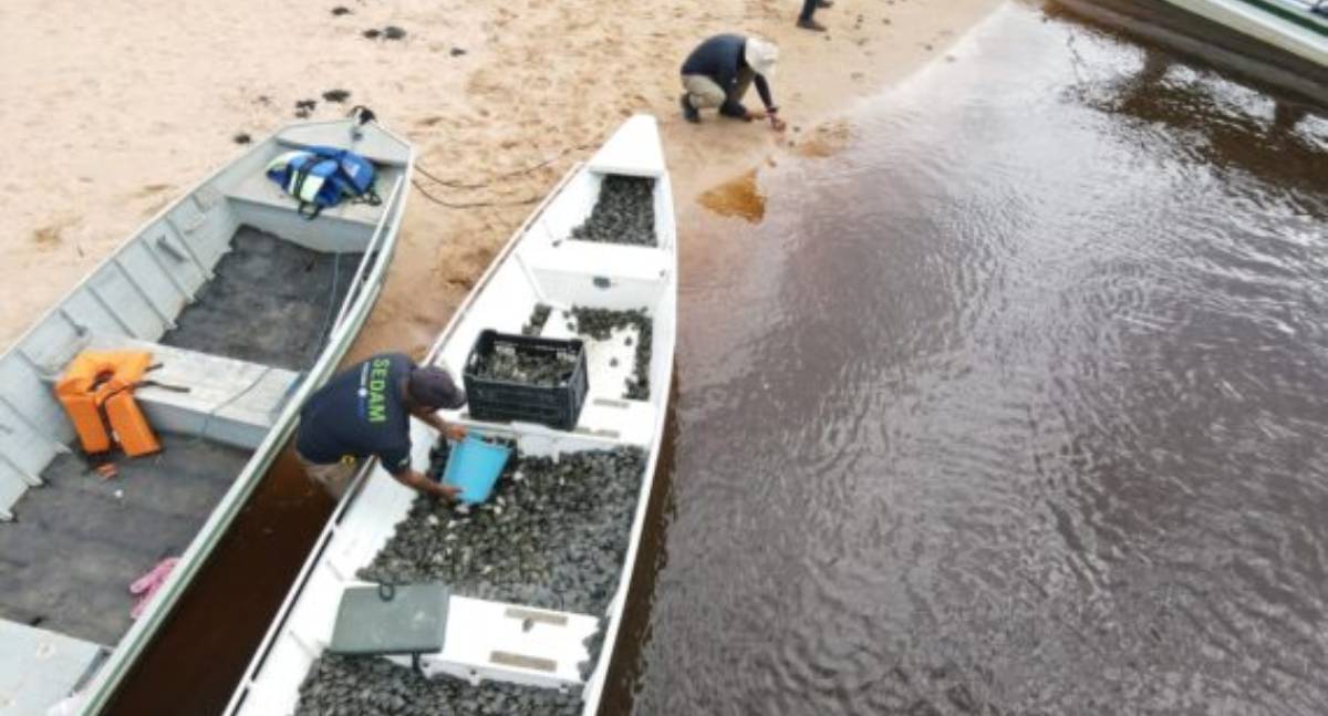 Ação realizada pelo governo de RO promove soltura de mais de 177 mil filhotes de tartarugas, no Parque Estadual Corumbiara - News Rondônia