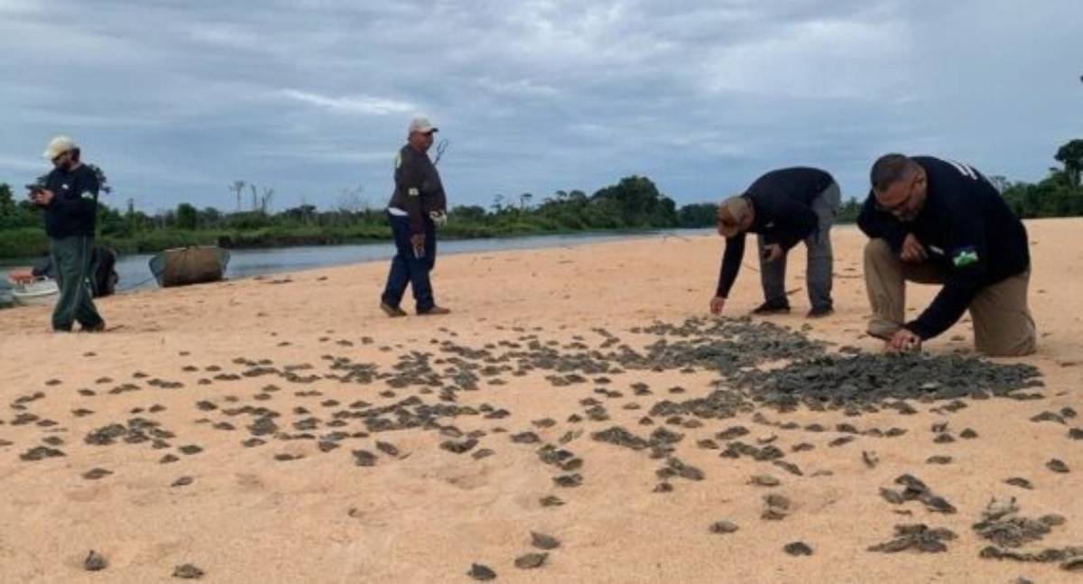 Ação realizada pelo governo de RO promove soltura de mais de 177 mil filhotes de tartarugas, no Parque Estadual Corumbiara - News Rondônia