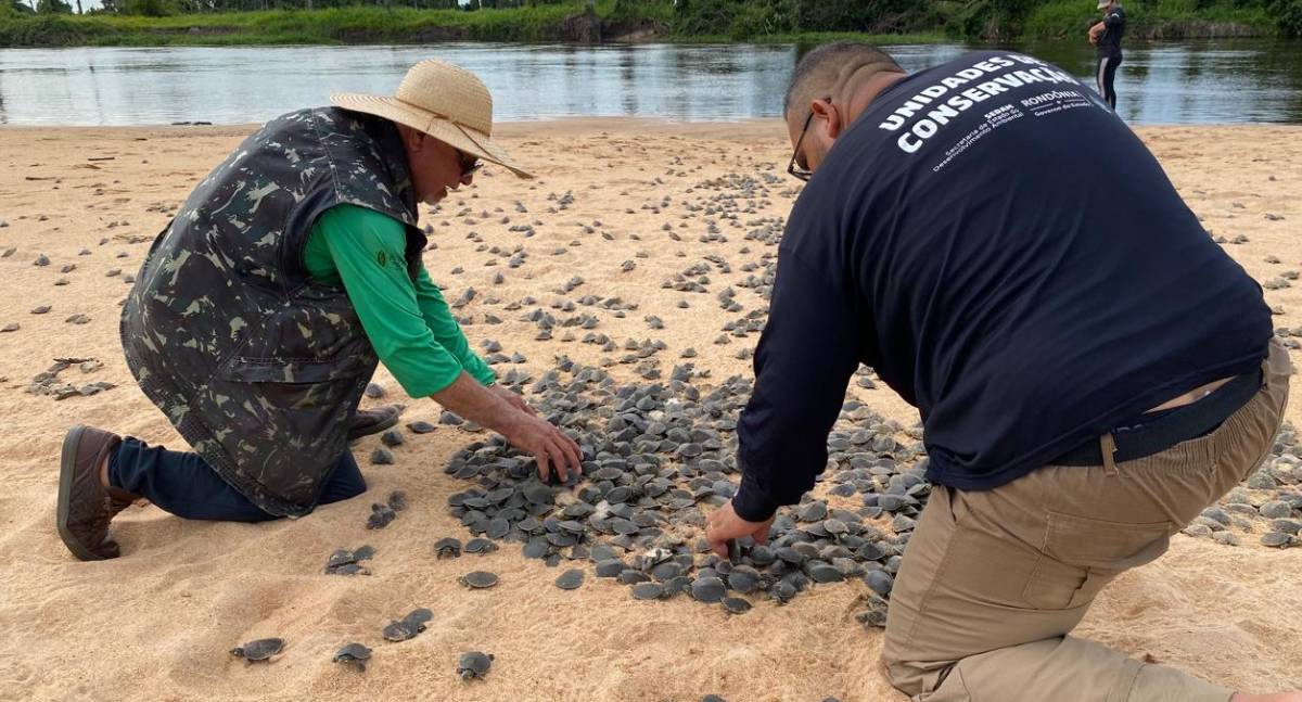 Ação realizada pelo governo de RO promove soltura de mais de 177 mil filhotes de tartarugas, no Parque Estadual Corumbiara