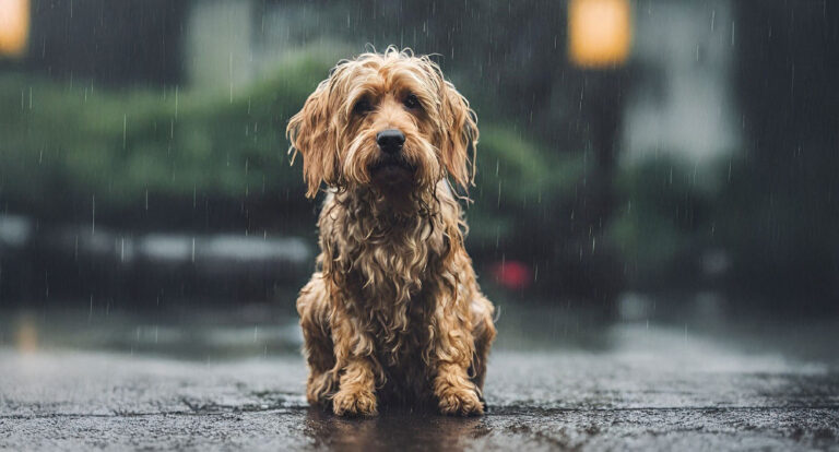 Cuidados com os pets para enfrentar as chuvas do verão - News Rondônia