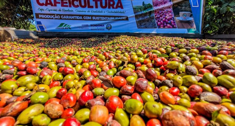 Municípios de Rondônia se destacam como grandes produtores de café - News Rondônia