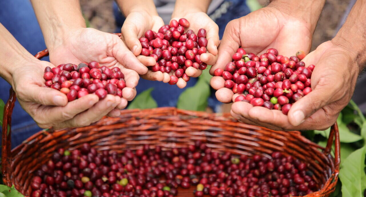 Rondônia alcança recorde histórico de exportação de café com mais de 35 mil toneladas em 2024