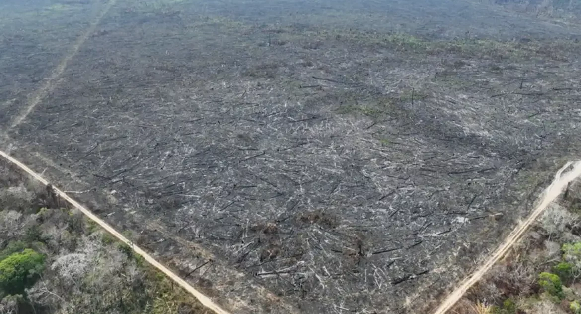 Apenas 5% dos casos de desmatamento na Amazônia geraram indenizações