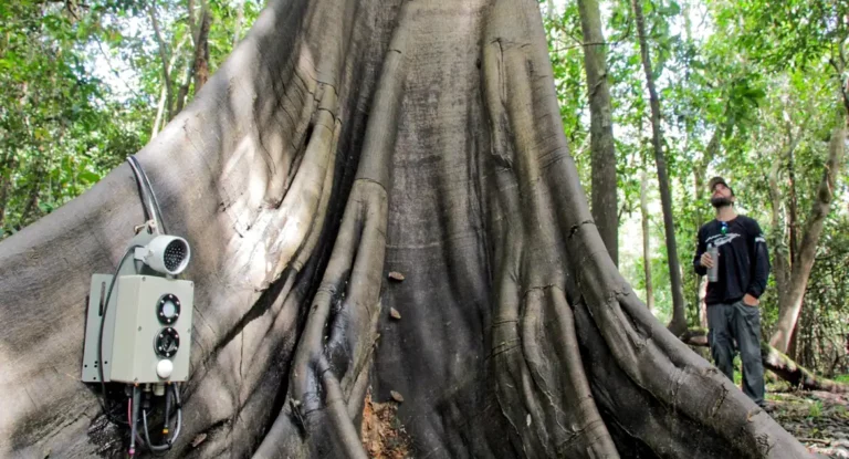 Tecnologias monitoram biodiversidade, árvores e ar da Amazônia