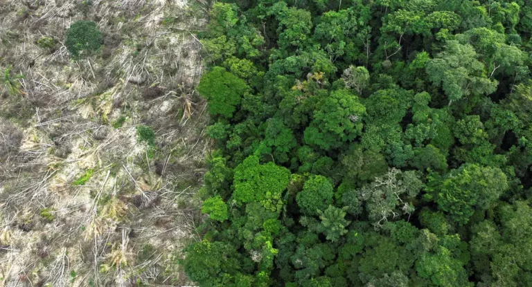 Dino dá prazo de 60 dias para Amazônia e Pantanal aderirem ao Sinaflor