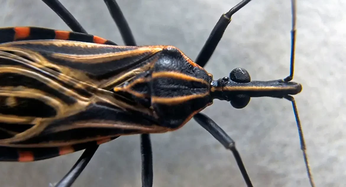 Associação denuncia presença de “barbeiros” infectados no Butantã