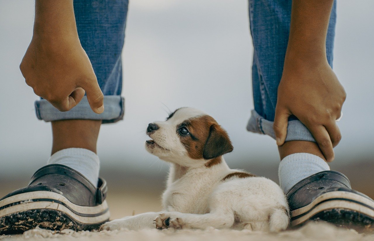 Brincadeiras que aproximam crianças e pets durante as férias - News Rondônia Brincadeiras que aproximam crianças e pets durante as férias - News Rondônia