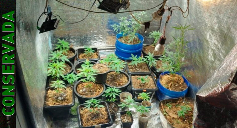 Patamo prende traficante que cultivava maconha e cocaína em estufa - News Rondônia