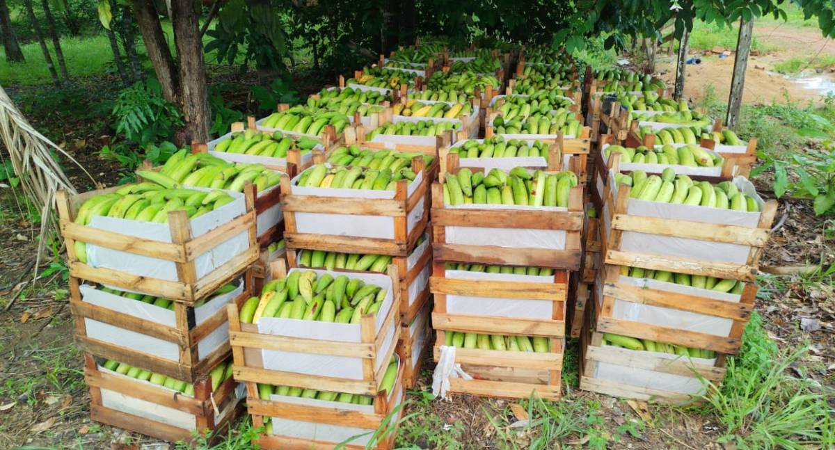 Prefeitura de Porto Velho impulsiona escoamento da agricultura familiar - News Rondônia