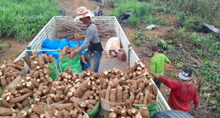 Prefeitura de Porto Velho impulsiona escoamento da agricultura familiar - News Rondônia