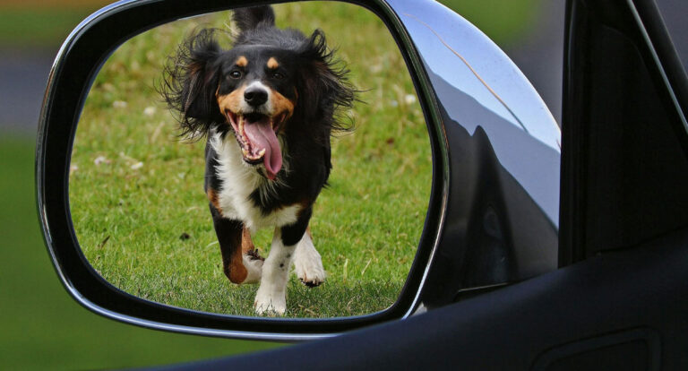 Urina de cães pode comprometer componentes do automóvel
