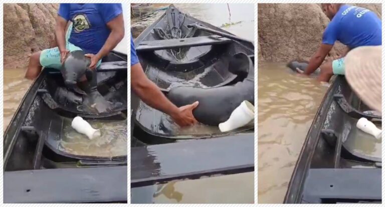 Ribeirinhos encontram filhote de peixe-boi à deriva em rio do Pará - News Rondônia