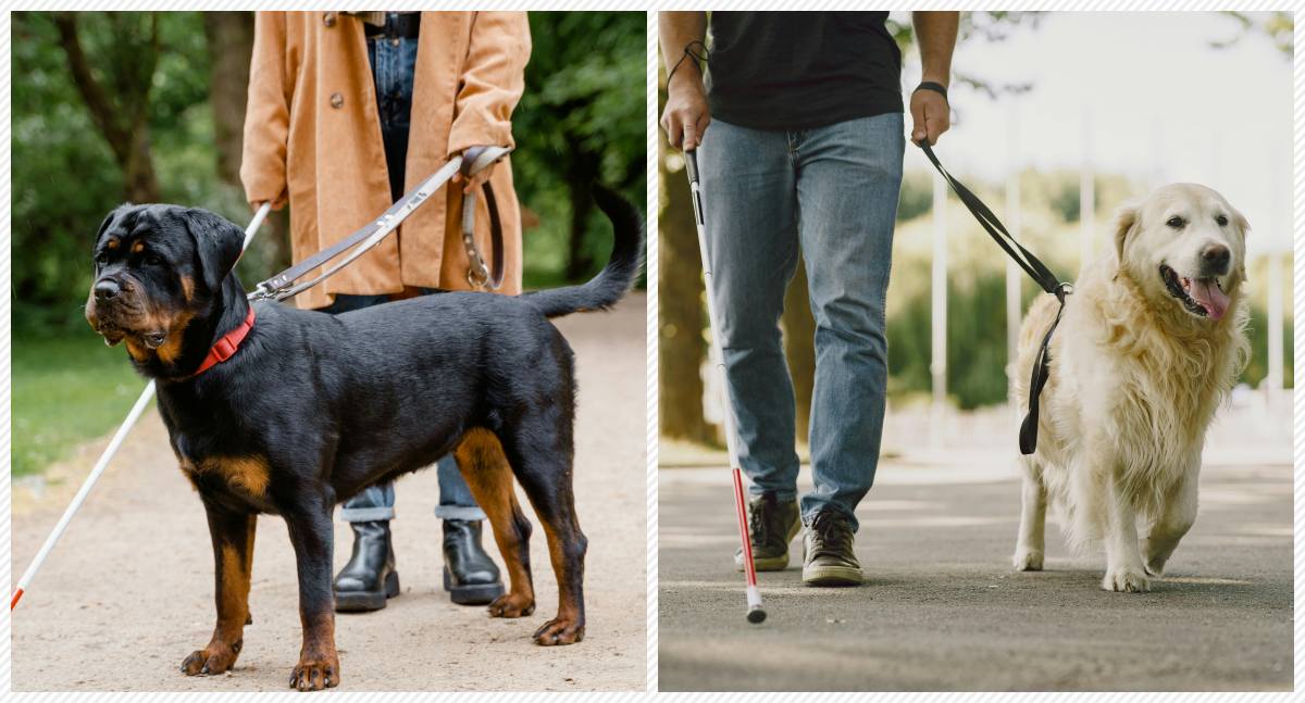 Cães-guia promovem autonomia e inclusão social - News Rondônia
