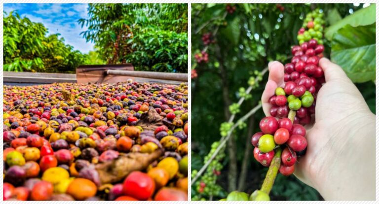 Dia do Início da Colheita do Café Conilon tem nova data em Rondônia - News Rondônia