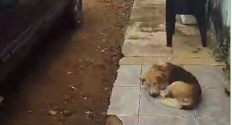 Cachorro alerta dono, que abre porta e encontra corpo na varanda de casa, em Vilhena