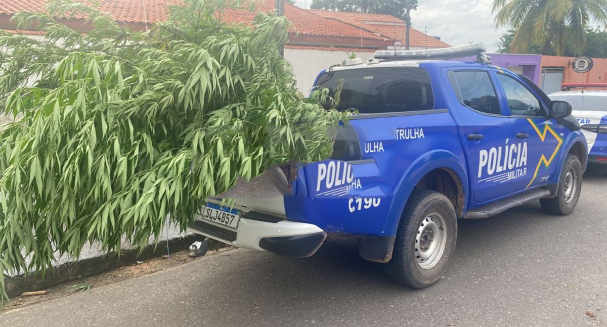 Polícia Militar apreende pés de maconha, em Ji-Paraná