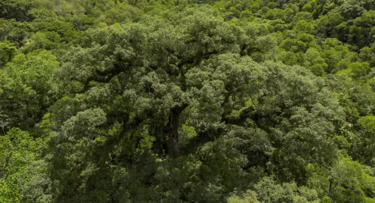 Instituições financeiras têm baixo desempenho em sustentabilidade