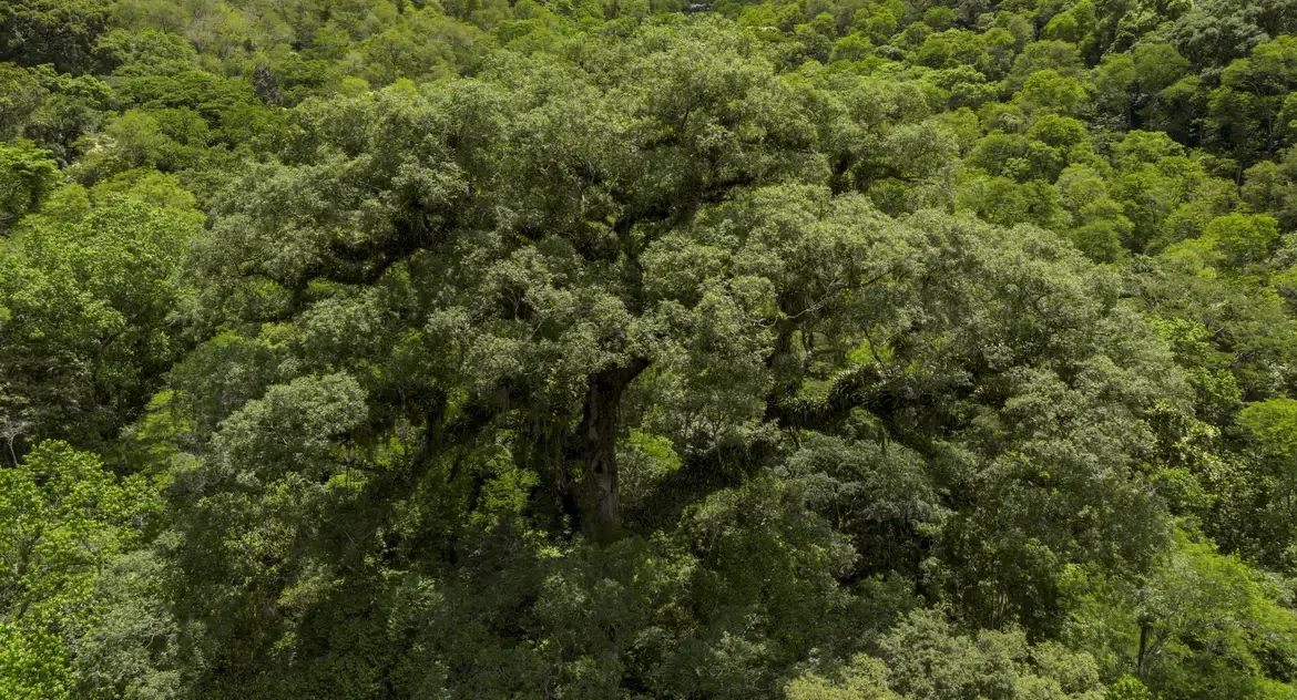 Instituições financeiras têm baixo desempenho em sustentabilidade