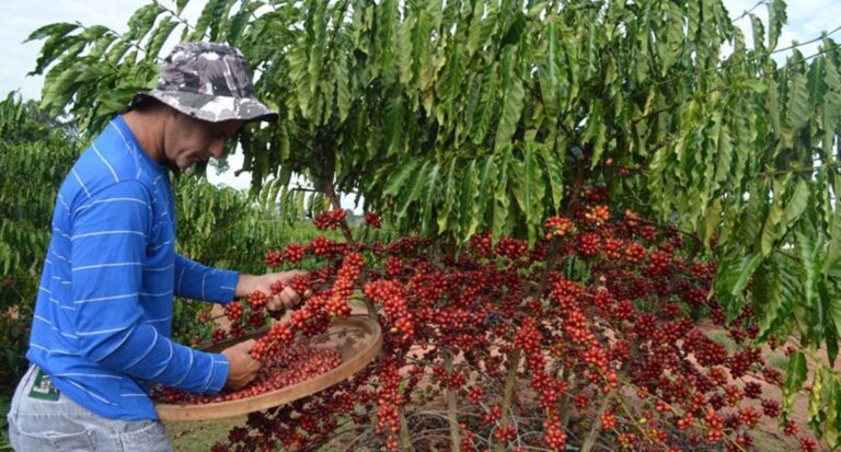 Rondônia faz história: Gestão Marcos Rocha alcança ranking dos principais exportadores de café do Brasil em 2024 - News Rondônia