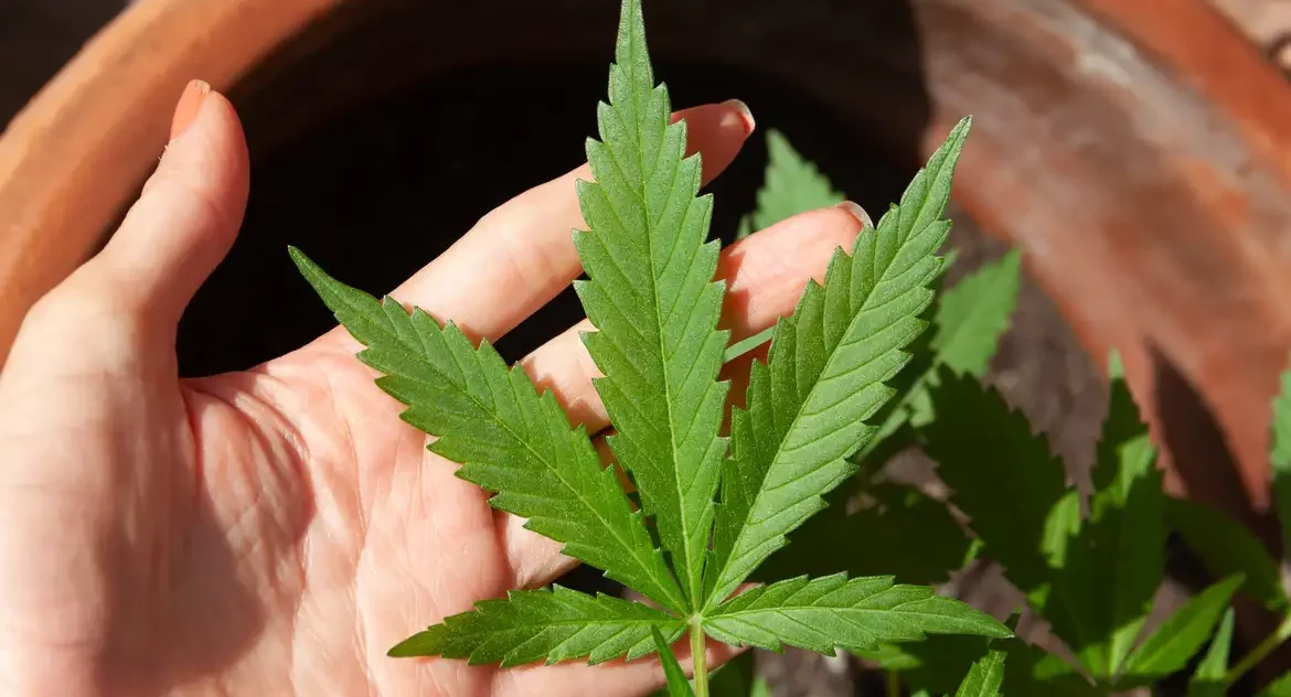Mendes rejeita recursos sobre descriminalização do porte de maconha